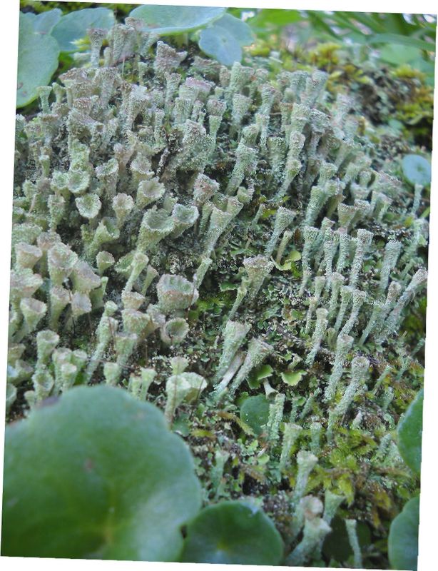 lichene da determinare.....